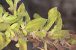 Coastal plain goldenaster